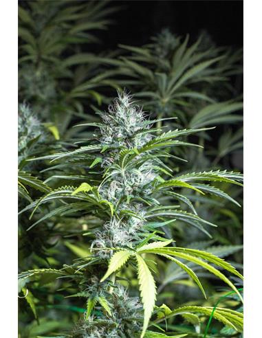 Madrid Night Haze X2 - Spanish Passion Seeds