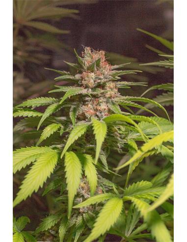 El Chapo Haze X2 - Spanish Passion Seeds