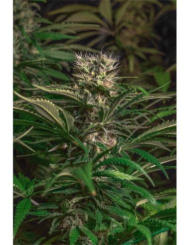 Blue Magic X2 - Spanish Passion Seeds