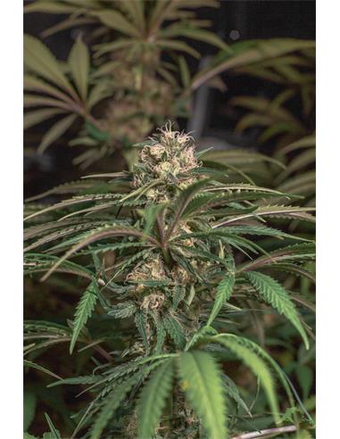 Spanish Red Rose X2 - Spanish Passion Seeds