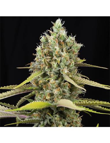 Lemon King X3+1 - Eva Seeds