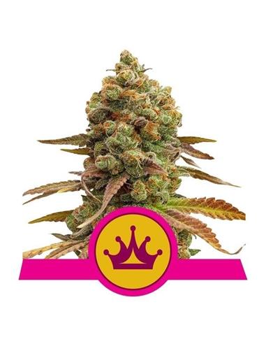 Special Queen FEM X1 - Royal Queen Seeds