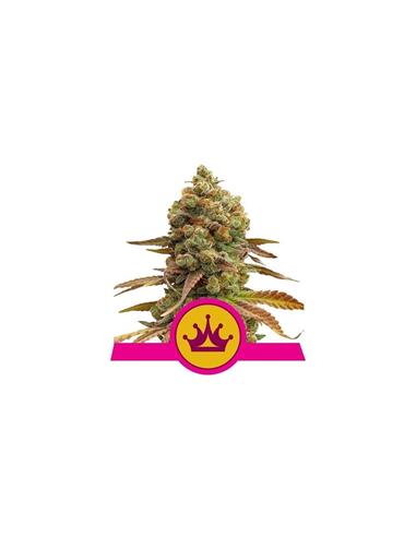 Special Queen FEM X10 - Royal Queen Seeds