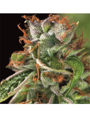 Double OG Haze X3+1 - Pyramid Seeds