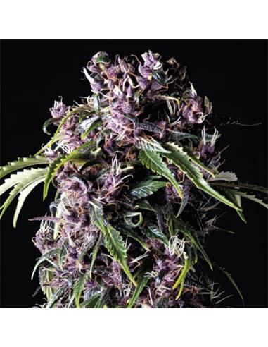 Purple X3+1 - Pyramid Seeds