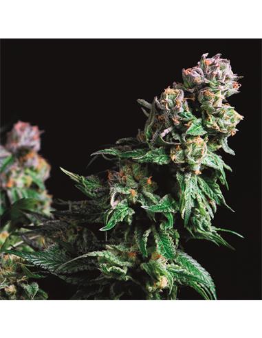 Purple Urkle X3+1 - Pyramid Seeds