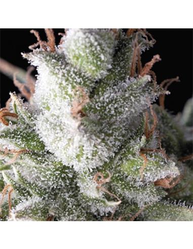 Ramses X3+1 - Pyramid Seeds