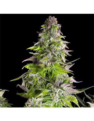 Romulan X3+1 - Pyramid Seeds