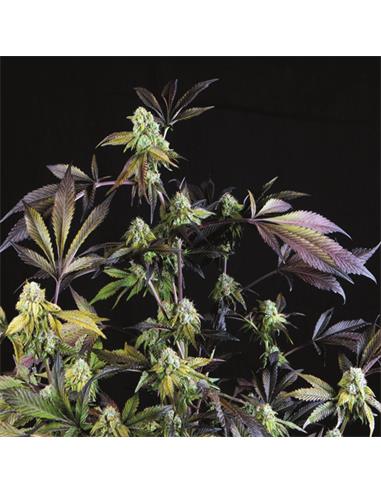 Sunset Sherbet X3+1 - Pyramid Seeds