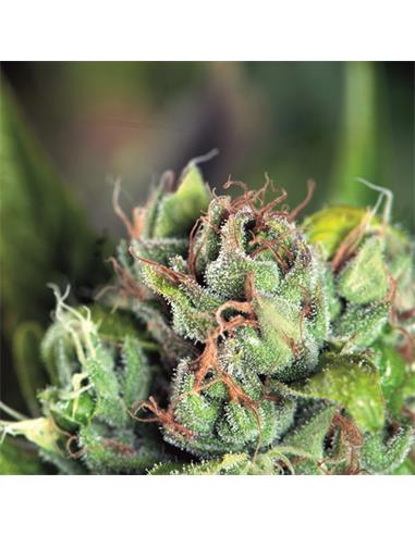 Tahoe Cure X3+1 - Pyramid Seeds