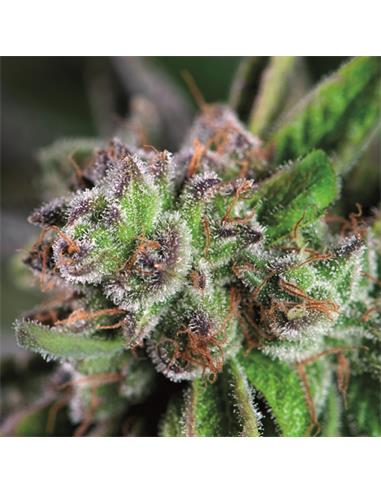 Watermelon Zkittez X3+1 - Pyramid Seeds