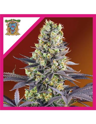 Sweet Zenzation FEM X3+1 - Sweet Seeds