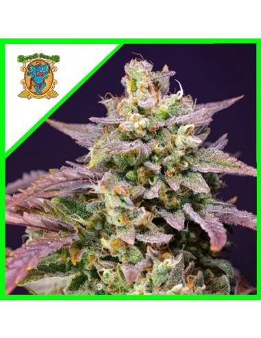 Purple Punch OG XL Auto X3+1 - Sweet Seeds