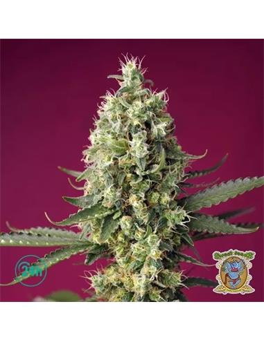Skywalker OG Runtz XL Auto X3+1 - Sweet Seeds