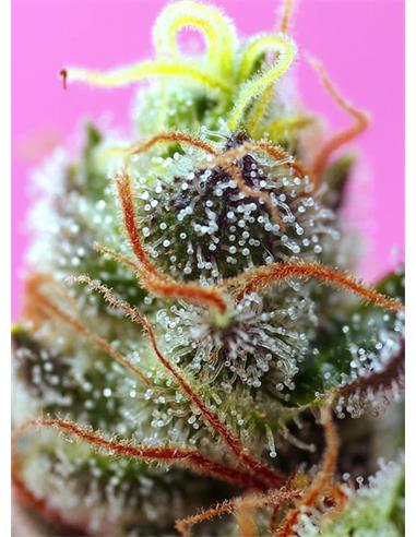 Sweet Mimosa XL Auto X3+1 - Sweet Seeds