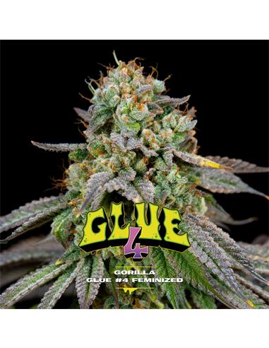 Gorilla Glue #4 GK X2 - Bsf Seeds