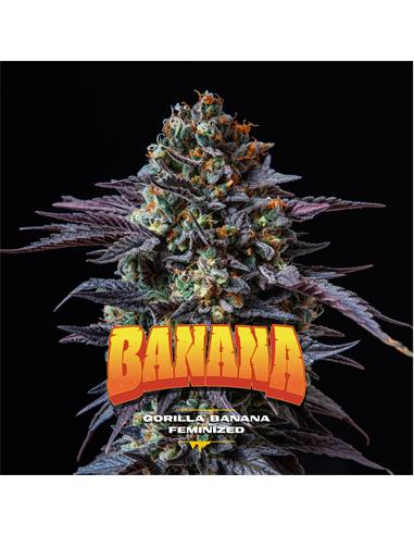Gorilla Banana GK X12 - Bsf Seeds