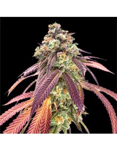 Gorilla Rainbows GK X7 - Bsf Seeds 2