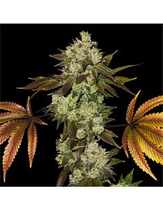 White Gorilla GK X7 - Bsf Seeds 2