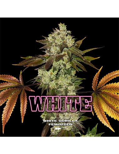 White Gorilla GK X12 - Bsf Seeds
