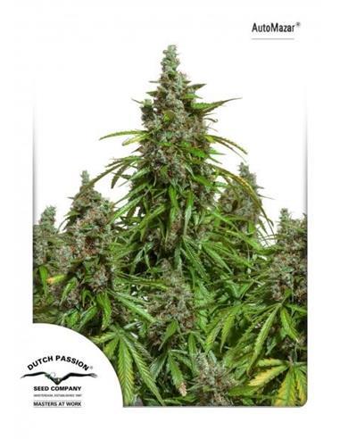 Auto Mazar X3 Pack 2 X 1 - Dutch Passion
