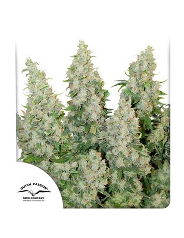 Auto Think Different X3 Pack 2 X 1 - Dutch Passion