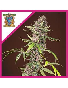 Red Mandarine F1 X 3+1 - Sweet Seeds