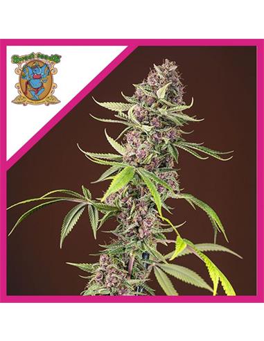 Red Mandarine F1 X 3+1 - Sweet Seeds