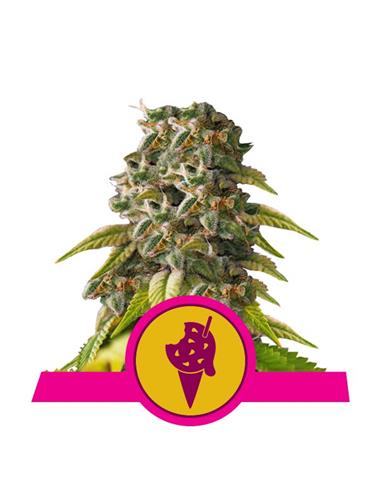 Cookies Gelato X3 FEM - Royal Queen Seeds