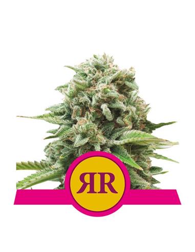 Royal Runtz X3 FEM - Royal Queen Seeds
