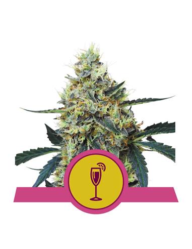 Mimosa X3 FEM - Royal Queen Seeds