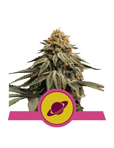 Royal Skywalker X3 FEM - Royal Queen Seeds
