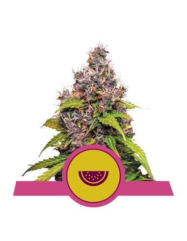 Watermelon X3 FEM - Royal Queen Seeds