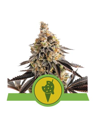 Cookies Gelato X3 AUTO  - Royal Queen Seeds