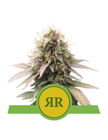 Royal Runtz X3 AUTO  - Royal Queen Seeds