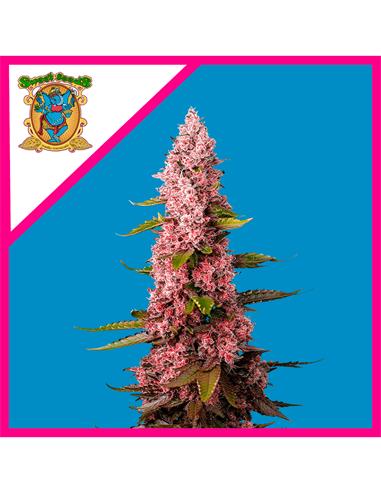 Red Hot Cookies  3+1 - Sweet Seeds