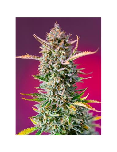Gorilla Sherbet F1 Fast Version 3+1  - Sweet Seeds