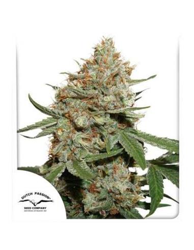 Skunk # 11 X3 - Dutch Passion