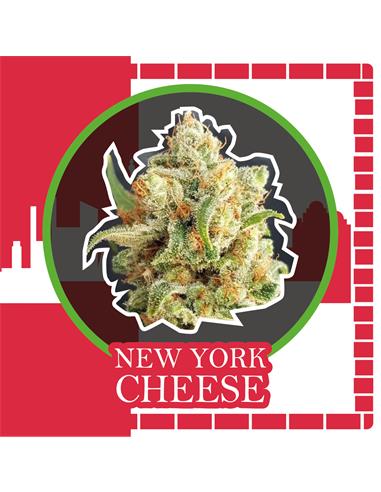 New York Cheese Auto - Delirium Seeds