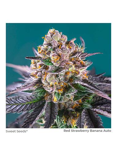 Red Strawberry Banana Gelato Auto XL X3+1 - Sweet Seeds