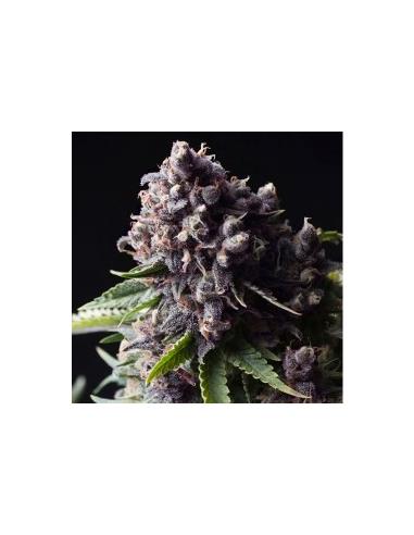 Auto Purple X1 - Pyramid Seeds