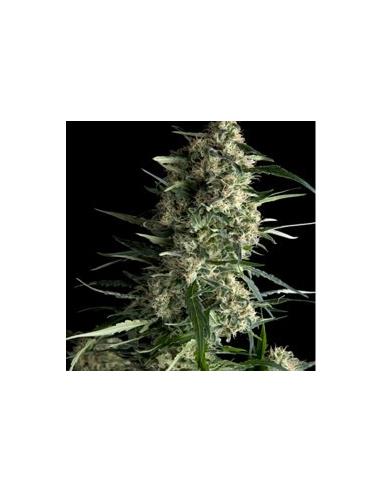Auto Galaxy X1 - Pyramid Seeds