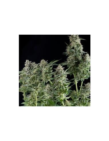 Auto Northen Lights X1 - Pyramid Seeds