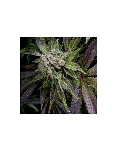Auto Blue Pyramid X1 - Pyramid Seeds
