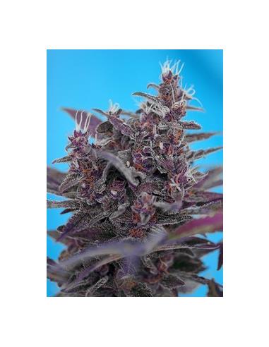 Auto Black Cream Red Family X3 - Sweet Seeds