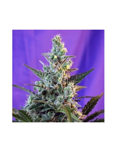 Auto Sweet Skunk X3 - Sweet Seeds
