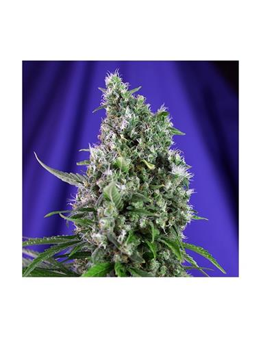Auto Sweet Trainwreck X3 - Sweet Seeds