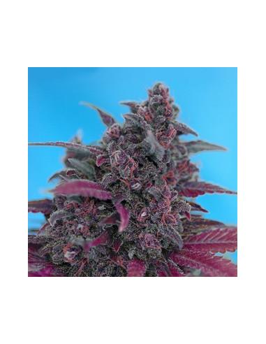 Auto Dark Devil X3 - Sweet Seeds
