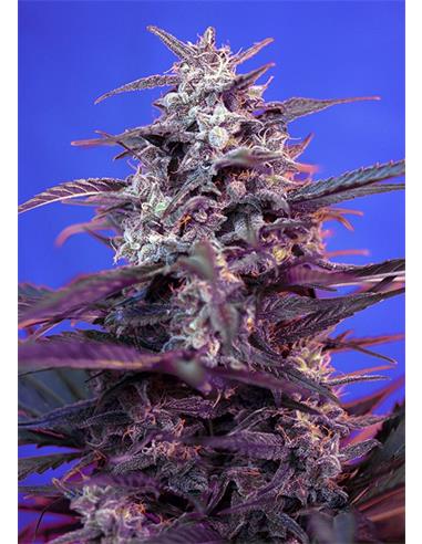 Auto Bloody Skunk X3 - Red Family - Sweet Seeds