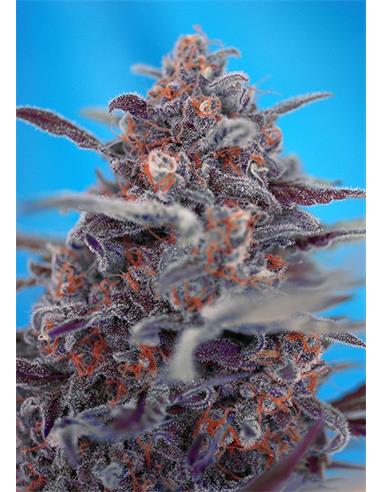 Auto Devil Cream Red Family X3 - Sweet Seeds